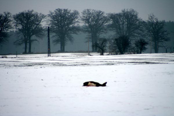 Killikus&reg; Fotographie